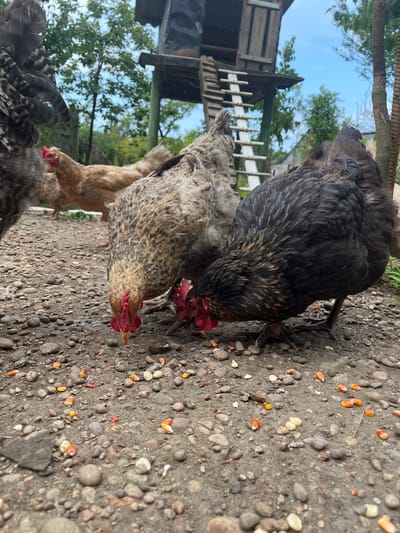 A low-angle, eye-level shot captures three chickens pecking at scattered kernels of corn on a gravelly ground. In the foreground, a dark-feathered chicken with brown and gold accents is intensely focused on a kernel, while to its left, a speckled gray and brown chicken also pecks at the ground. Further back and slightly out of focus, a light brown chicken is visible. The background reveals a rustic wooden chicken coop on stilts with a ladder, set against a backdrop of lush green trees and a partly cloudy blue sky. The scene suggests a rural setting in the ღრმაღელის თემი, Georgia, with the chickens engaged in their typical foraging behavior in an outdoor enclosure.