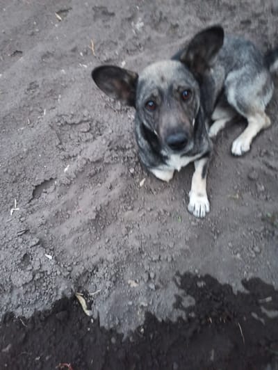 The media file shows a close-up, high-angle shot of a medium-sized dog lying on dark, somewhat clumpy soil. The dog is mostly grey with some lighter fur on its paws and underside. Its ears are large and dark, and its eyes are visible, appearing dark brown. The dog is lying on its back or side, with its legs splayed out. One paw is clearly visible, showing its toes and nails. The dog's head is turned towards the camera, and its expression is difficult to ascertain due to the image quality.

The background consists of the soil, which has some small pebbles and dry leaves scattered across it. The lighting suggests it might be daytime, but the quality of the image makes it hard to determine the exact time of day or weather conditions. There are no discernible text elements in the image. The setting appears to be an outdoor, possibly rural or undeveloped area, consistent with a location context of Sokuluk, Kyrgyzstan. The dog seems relaxed or perhaps resting.