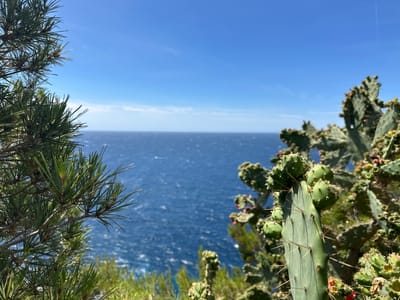 The image captures a serene coastal landscape with a view of the Mediterranean Sea. In the foreground, a prickly pear cactus with its characteristic green pads and sharp spines stands to the right, adorned with developing fruit. To the left, the lush green needles of a pine tree frame the scene. The vast expanse of the blue sea stretches to the horizon, meeting a clear, bright blue sky. The water exhibits a slightly choppy texture, suggesting a gentle breeze. The environment appears to be a natural coastal area, likely a cliffside or elevated viewpoint. Based on the vegetation and the coastal setting, this scene is characteristic of the Mediterranean coast, and specifically, it is located in Hyères, France, a region known for its beautiful coastline and Mediterranean flora. There are no people or animals visible in the image. The image is taken from a slightly elevated perspective, looking out over the water.