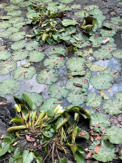 The image depicts a murky pond filled with numerous green lily pads and several white lily buds. The water is dark and appears to be shallow, with visible mud at the bottom. Dead leaves are scattered across the surface of the lily pads and floating in the water. In the foreground, a cluster of lily pads surrounds a central mass of stems and leaves, from which the lily buds emerge. A red and white plastic bottle is visible floating among the lily pads in the upper right portion of the image. The overall scene suggests a natural aquatic environment. The location is identified as Tanakawu, Indonesia.