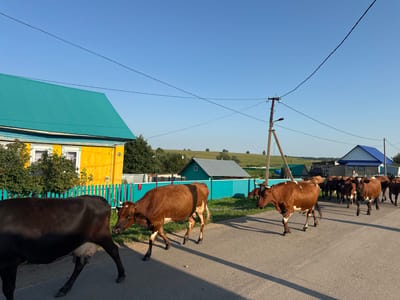 A herd of brown and black cows is walking down a paved road in a rural setting. The cows are in various poses, some walking forward, others turned to the side. The road is lined with fences and houses on the left side, painted in bright colors of yellow and turquoise. In the background, there are rolling green hills and more houses under a clear blue sky. A telephone pole with wires is visible on the right side of the road, casting a shadow across the pavement. The overall impression is a peaceful, pastoral scene in a Russian village. The village is identified as Большие Шады, Russia.