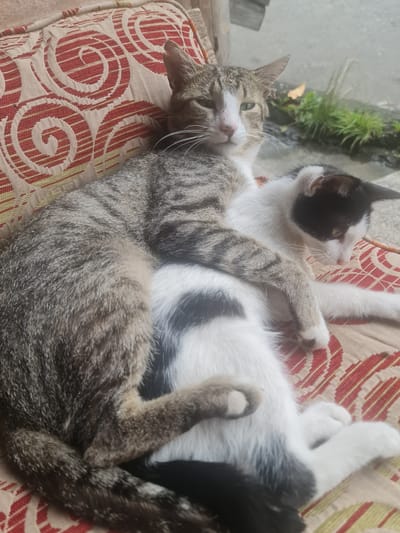 Two domestic cats are resting on a patterned cushion outdoors. The cat in the foreground is predominantly white with black markings on its head and tail. The second cat, positioned behind and partially on top of the first, has a tabby coat of grey and white. Its left paw rests on the white cat's body. The cushion has a red and cream swirling pattern. In the background, out of focus, there is greenery and a concrete surface, suggesting an outdoor setting, possibly a garden or patio.
