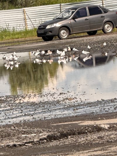 A dark gray sedan is parked on a dirt road next to a large puddle. Several seagulls are gathered in and around the puddle, some standing on the shore and others wading in the water. The road appears to be unpaved and is partially covered in gravel and debris. In the background, a corrugated metal fence runs along a grassy embankment. The scene is likely located in Kurgan, Russia, given the style of the fence and the common presence of seagulls near bodies of water. The overall impression is a mundane, everyday scene in an outdoor, possibly semi-urban or rural, setting.