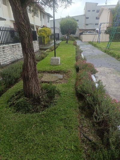 This image depicts a segmented greenspace within the city of Sangolquí, Ecuador, under an overcast sky. The foreground on the left is dominated by a mature tree with rough, brown bark, surrounded by recently mown grass. Adjacent to this tree, a low stone wall with a dark metal fence marks the boundary of a light-colored, multi-story residential building.
Central to the scene is a meticulously maintained strip of bright green grass, running from the foreground towards the background. Embedded within this grassy strip is a dark, slender pole secured by a square concrete base. Further down this strip, a smaller, round-canopied tree displays a small, dark sign on its trunk. To the right of the grass strip, a damp, grey concrete pathway extends towards the background. This path is bordered by a continuous line of low-lying shrubs exhibiting small pink blossoms.
The background reveals a series of structures. On the left, additional residential buildings with white facades and black fencing are visible. In the center, a large, multi-story grey building, possibly commercial or industrial, stands behind a wall and other intermediary structures. To the right, a children's playground structure, featuring blue swings and a green ladder, is partially visible on a grassy area, alongside another light-colored building. No individuals are present, and no active events are occurring within the frame.