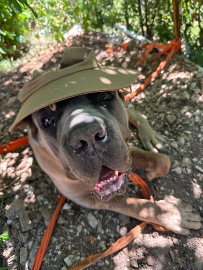 A fawn-colored dog wearing a beige bucket hat lies on the ground, its head tilted towards the camera. The dog's mouth is open, revealing its teeth and gums. The background consists of dappled sunlight filtering through green foliage, with rocky, uneven terrain. An orange strap is visible across the dog's body and in the background. The scene appears to be outdoors, possibly in a natural or semi-natural area.