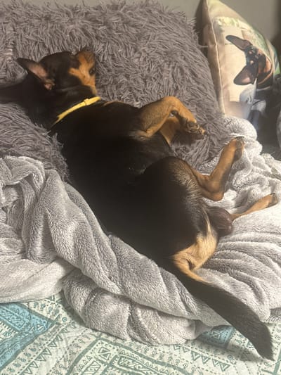 A small black and tan dog is lying on its back on a plush grey blanket, its legs splayed out. The dog is wearing a bright yellow collar. The blanket is on top of a bed with a patterned blue and white comforter. In the background, a grey fluffy pillow is visible, with a decorative pillow featuring a picture of a dachshund. The scene is indoors, likely in a home. The location of Ivanyane, Bulgaria is not evident from the image.