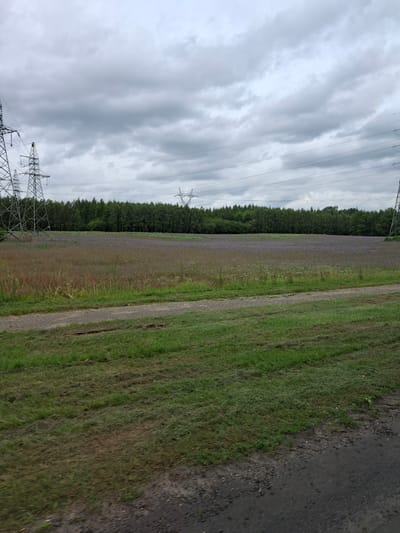 An overcast sky with heavy clouds looms over a rural landscape in Śmiłowo, Poland. In the foreground, a mown grassy area transitions into a rougher patch of grass and dirt. A paved path runs horizontally across the image, bordering a large field. This field is covered in a dense, low-growing vegetation with scattered purple flowers. Behind the field, a thick line of deciduous trees forms a dark green backdrop. Several tall, lattice-style electricity pylons, part of a high-voltage power line, are visible throughout the scene, dotting the horizon and framing the landscape. The overall impression is one of a functional, agricultural area under a moody sky.