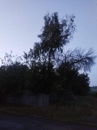 The image depicts an outdoor scene at dusk, with a pale blue sky suggesting the transition from day to night. Silhouetted against the sky are several trees, some with dense foliage and others bare with intricate branches. In the foreground, a weathered, corrugated metal fence runs horizontally across the lower portion of the frame, partially obscured by dark vegetation. To the left and right of the fence, dense bushes and trees create a shadowy, almost impenetrable barrier. The ground in front of the fence appears to be a rough surface, possibly a road or path, leading into the darkness. In the distance, beyond the trees, a faint horizon line suggests a landscape that is indistinct in the fading light. The overall mood is somber and still, evoking a sense of quietude or perhaps even desolation. There is no visible text. The setting, identified as Sosnivka, Ukraine, combined with the twilight atmosphere and rural-looking vegetation, suggests a quiet evening in a possibly semi-rural or natural environment.