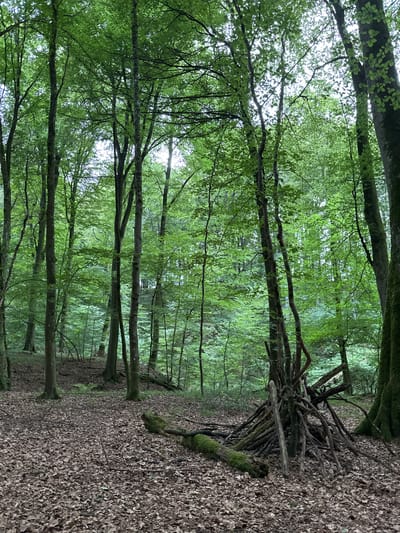 The image depicts a forest scene, likely in the vicinity of Bech, Luxembourg, characterized by a dense canopy of green deciduous trees. The ground is covered with a thick layer of fallen brown leaves, interspersed with twigs and branches. In the foreground, a makeshift shelter constructed from numerous branches and sticks is visible. To the left of the shelter, a moss-covered fallen log lies on the leaf-strewn ground. The overall atmosphere is one of a natural, untamed woodland. There are no people or animals present in the frame.