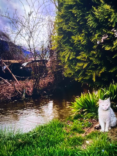A cat sits by a body of water, potentially a stream or canal. The stream is surrounded by green vegetation, grass, and a variety of plants. On the left side of the image, there is a thick, dark green bush. Below that, there are bare trees and branches. The image is possibly taken in a garden or a park-like setting. The location is in Reigate and Banstead, United Kingdom.