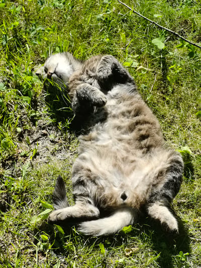 A fluffy, grey and white cat is lying on its back in lush green grass in Pinsk, Belarus. The cat's belly is exposed, and its paws are curled up near its chest. Sunlight dapples the scene, creating shadows on the grass and the cat's fur. The cat appears relaxed and comfortable, with its eyes closed. A thin, dark twig lies across the grass to the right of the cat, and scattered green leaves are visible among the blades of grass. The background consists of more grass and a hint of a twig.