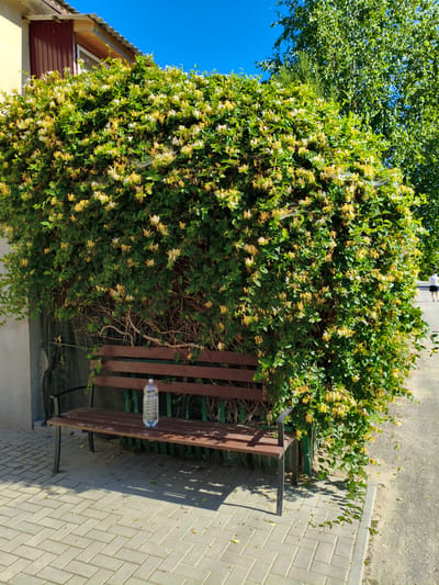 In Bugeac, Moldova, a wooden bench with dark brown slats sits on a paved area of light gray interlocking bricks. A clear plastic water bottle is placed on the bench. Behind the bench, a dense, green vine covered in pale yellow and white flowers cascades down, obscuring a wire fence and a portion of a building. The building has a light yellow wall and a dark red section under a tiled roof. To the right of the vine, a large green tree with bright green leaves is visible against a clear blue sky. Further to the right, a paved path runs alongside the vine, and a person in a white top and dark shorts is walking away from the camera. The scene appears to be outdoors, likely in a park or residential area, under bright sunlight, as indicated by the shadows cast by the bench and foliage.