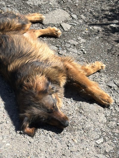 A brown and black long-haired dog is lying on its back on a rough, gravelly surface in Pasanauri, Georgia. The dog's eyes are closed, and its legs are splayed out. Sunlight casts shadows on the ground around the dog, suggesting it is outdoors. The background is a mix of grey gravel and dirt, with some larger stones scattered about. There are no other living beings or significant objects visible in the image.