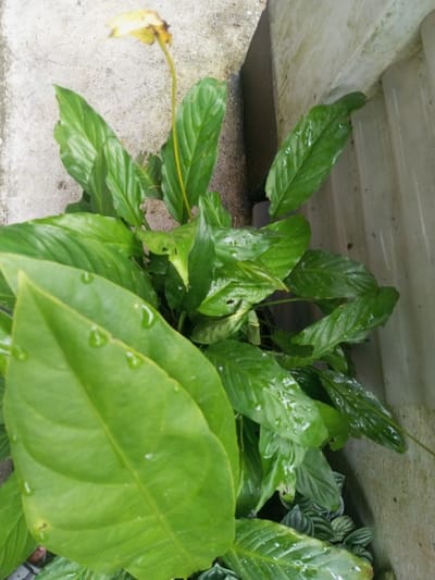 A peace lily plant with glossy green leaves occupies the frame's center. Water droplets glisten on the broad, prominent leaves in the foreground. A single, fading yellow flower on a tall stem reaches upwards. The plant sits against a textured, white surface or wall on the right and a gray concrete area on the left. Smaller, striped plants are visible beneath the peace lily. Some leaves show minor damage or imperfections.