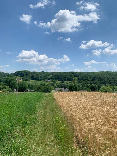 The image depicts a rural landscape in Zamostia, Ukraine. The scene is divided into three distinct sections: a bright blue sky filled with fluffy white clouds on the left, a dense green forest covering rolling hills in the middle, and a field of ripe, golden wheat in the foreground on the right, transitioning to a lush green meadow. Several small buildings, possibly houses or barns, are scattered amongst the trees on the hillside. A wooden pole stands in the green meadow, suggesting infrastructure or perhaps part of a fence. The clear sky and bright sunlight indicate a pleasant, warm day, likely late morning or afternoon. The overall atmosphere is one of tranquility and natural beauty. No people or text are visible in the image.