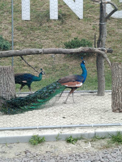 This full-shot image captures two peacocks within an outdoor enclosure, likely at a zoo or wildlife park in Vynnyky, Ukraine, during daylight hours on a clear day.
The foreground features a male peacock positioned centrally, facing right, with its long, iridescent green-blue tail feathers spread out behind it. Its body exhibits a vibrant blue on the neck and head, transitioning to a reddish-brown on its back. A second peacock, possibly a female or a younger male, is visible in the background on the left, partially obscured by a large tree trunk. It has a blue-green body and faces towards the left.
The enclosure is constructed with a green hexagonal wire mesh fence, visible across the entire image. Several sturdy wooden tree trunks serve as vertical supports, and a thick horizontal log extends across the middle ground, likely functioning as a perch or barrier. The ground inside the enclosure consists of light-colored sand or dirt. Below the fence, a concrete curb and a horizontal metal pipe are visible at the base of the structure. Beyond the fence, the background reveals a grassy, slightly uneven terrain with sparse vegetation and small shrubs.
In the upper background, large white block letters are partially visible through the wire fence. The letters "I" and "N" are clearly discernible, suggesting they are part of a larger sign, possibly spelling out a location name like "VINNYKY" given the provided context. The scene depicts the peacocks in a contained, naturalistic environment.