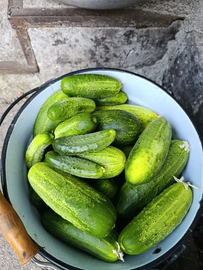 In Ozera, Ukraine, a close-up shot captures a light blue enamel bucket overflowing with freshly harvested cucumbers. The bucket, showing signs of wear with a chipped rim and a rustic wooden handle, is placed outdoors against a textured, weathered stone wall. The cucumbers, a vibrant green, vary in size and shape, with some displaying tiny white blossoms still attached. Their bumpy skin suggests they are likely pickling cucumbers. The lighting indicates it is daytime, casting subtle shadows that highlight the plumpness of the vegetables. The overall scene conveys a sense of rural harvest and abundance.