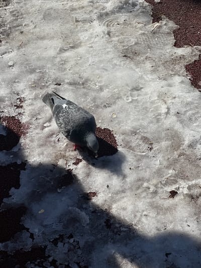 An overhead shot shows a pigeon standing on a patch of melting snow that lies between sections of brown pebbled ground. The pigeon is gray with a patterned wing. A long shadow stretches across the snow to the right of the pigeon. A footprint can be seen in the snow towards the upper left. The location is Dobryanka, Russia.