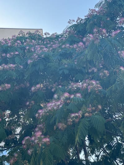 A close-up, low-angle shot captures a blooming Persian silk tree, also known as Mimosa, in Le Lavandou, France. The tree's distinctive feathery pink and white flowers are clustered amongst its delicate, fern-like green leaves, filling the frame. The sky above is a clear, pale blue. In the upper left corner, the edge of a building is visible, appearing to be a light-colored facade with a row of bird spikes along its roofline.
