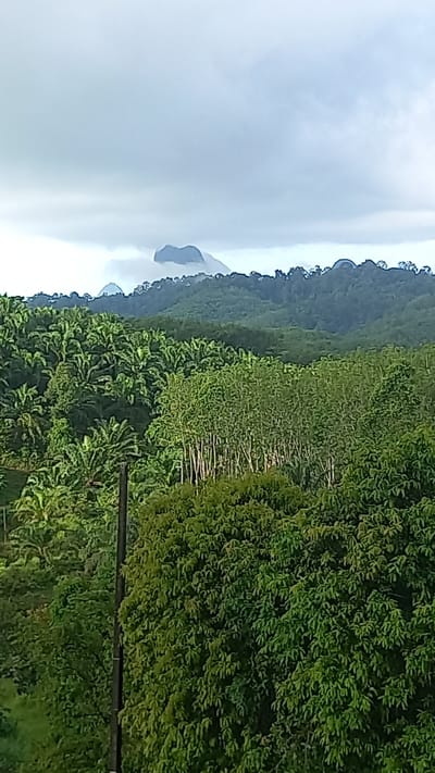 The image depicts a forested mountainous landscape in Ban Tak Daet, Thailand. The foreground features dense green foliage, likely of tropical trees. Behind this, there are hills and mountains, partially obscured by mist and clouds. The sky is overcast, with varying shades of grey and white. An utility pole is visible among the trees in the lower right.