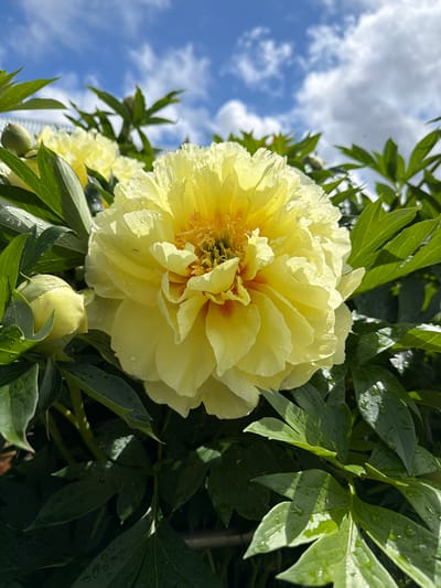 A close-up shot captures a large, pale yellow peony in full bloom, its delicate petals slightly wet, likely from recent rain or dew, with small water droplets clinging to their surface. The peony's center reveals a burst of yellow stamens, with hints of a reddish-orange hue peeking through the tightly packed outer petals. To the lower right of the main bloom, a single, closed peony bud rests, a pale green against the lush, dark green foliage.
The peony and its surrounding leaves are set against a backdrop of a bright blue sky dotted with fluffy white clouds. The lighting suggests it is daytime, possibly morning or afternoon, with the sun casting dappled light and shadows on the leaves. The composition is dominated by the vibrant colors of nature: the soft yellow of the peony, the deep green of the leaves, and the vivid blue of the sky.
The image appears to be taken outdoors, with the natural environment of a garden or park evident. The presence of the peony suggests a temperate climate during its blooming season. The overall mood conveyed is one of natural beauty, freshness, and tranquility, enhanced by the water droplets and the clear sky. There is no visible text in the image. The scene is likely located in Шихово, Russia, as per the location context.