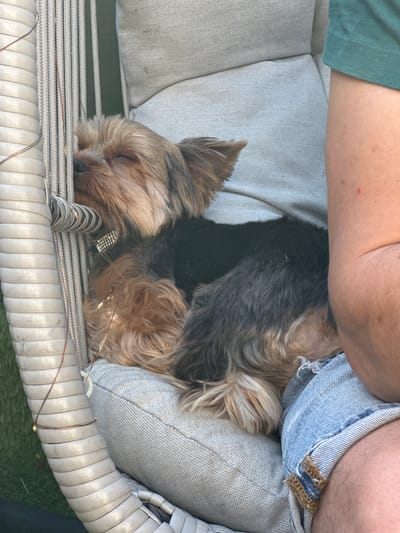 A Yorkshire terrier sleeps curled in a chair between the leg of a person wearing denim shorts and the arm of another person in a green shirt. The chair has grey woven straps and grey cushions. The dog has tan and black fur and is wearing a rhinestone collar. The scene appears to be outdoors. There is no clear indication of the location being Winsford, United Kingdom.