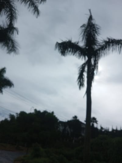 Palm trees stand silhouetted against a cloudy, overcast sky. The dominant tree is centrally positioned, reaching towards the upper frame. Its fronds extend outwards in a cross-like shape. Dark, undefined foliage and possibly a building sit below on an incline. A faded road is visible at the bottom left. Other palm trees are seen on the top left corner and in the middle ground. The overall tone is muted and indistinct, with poor clarity and a somber atmosphere.