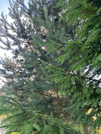 The image is a close-up, upward-facing view of the dense branches and needles of a spruce tree. The evergreen foliage fills the frame, creating a textured canopy of various shades of green. Sunlight filters through the branches, highlighting individual needles and casting dappled light and shadows. Some areas of the canopy are darker and more dense, while others allow glimpses of the bright sky, suggesting a clear day. The perspective from below the branches makes the tree appear vast and encompassing. There are no people or specific objects readily identifiable within the dense foliage, making the tree itself the sole subject. The scene is natural and outdoors, with hints of a brighter, possibly grassy area visible through thinner parts of the canopy in the upper right portion of the image. The overall impression is one of natural abundance and the intricate detail of the spruce tree. The crops provided emphasize the needle texture and the way light interacts with the dense foliage. The setting is identified as Слава Снт, Russia.