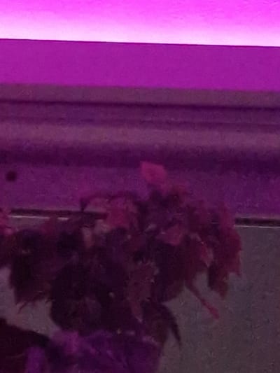 The image shows a close-up of dark, reddish-purple aquatic plants in a tank. The background consists of blurred purple and pink horizontal bands, suggesting artificial lighting, likely from above. A reflective surface, possibly glass or acrylic, is visible at the bottom, showing a faint, indistinct reflection of the plants. The overall scene is dimly lit and focused on the texture and coloration of the plant life. There are no identifiable people, structures, or any specific geographical features that would indicate a location in Fresnes, France.
