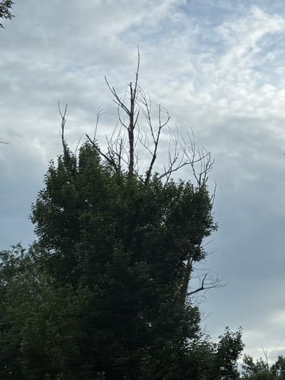 The image shows a close-up view of a tree against a cloudy sky. The tree has lush green leaves and several bare branches reaching out. The sky is filled with white and gray clouds, suggesting an overcast or possibly stormy day. The perspective is looking upwards, giving a sense of looking at the canopy of the tree. The image is taken in a vertical orientation. There are no people or objects other than the tree and sky. There is no visible text. The location context is Oral, Kazakhstan.