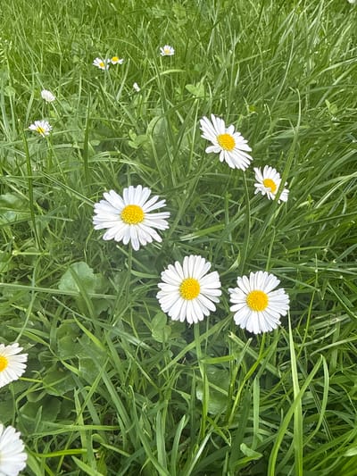 A close-up, eye-level shot captures a patch of vibrant green grass in Amstelveen, Netherlands, dotted with several white daisies, each featuring a bright yellow center. The daisies are in various stages of bloom and are interspersed with the tall blades of grass. The scene is bathed in natural light, suggesting it was taken outdoors. No people or animals are present.
