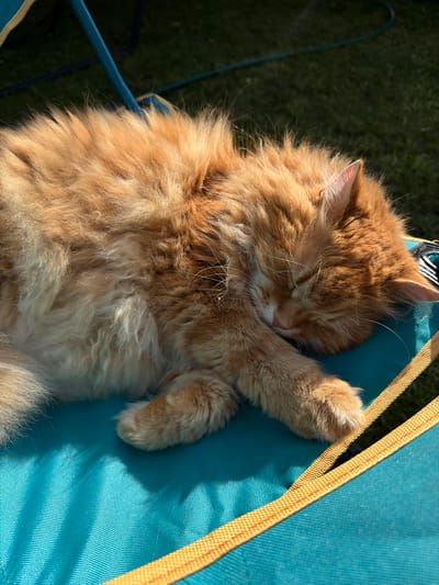An orange tabby cat with long fur is sleeping curled up on a teal-colored canvas chair with yellow trim. The chair is outdoors, on a grassy surface, and the background shows more grass and a dark green garden hose. The lighting suggests it is daytime, with shadows from the chair and the cat visible on the fabric. The cat's eyes are closed, and its paws are tucked beneath its head. The scene appears peaceful and relaxed. The location of Peniki, Russia is not visible in the image.