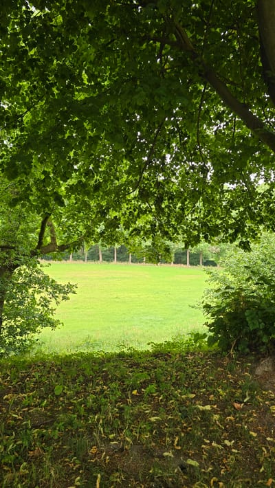 A view through dense green foliage of a large, open, sunlit grassy field in 's-Heerenberg, Netherlands. The foreground is a dirt path covered with green weeds and fallen brown leaves. The field is bordered by a line of tall trees in the distance. The sky is visible through gaps in the leaves overhead.