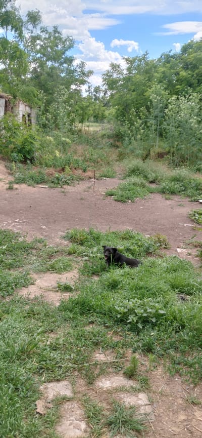 A black dog is lying in the grass in front of a dilapidated building. The building is made of brick and appears to be abandoned. There are trees and bushes growing around the building. The sky is blue with some white clouds. The scene is located in Ketrysanivka, Ukraine.