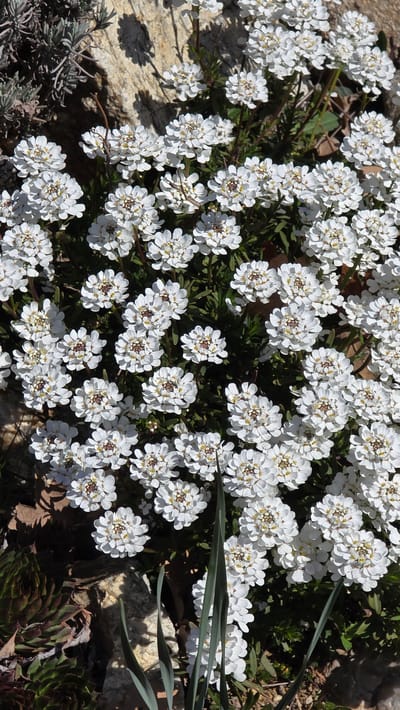 A cluster of white flowers with yellow and brown centers covers a patch of ground. The flowers appear to be densely packed, with some green foliage visible between them. The flowers are in focus. The area around the flowers is mixed with some rock. No people are visible in the image. The scene appears to be outdoors in natural daylight.
I cannot provide the specific location in the city of Elenovo, Bulgaria, as the image does not contain geographical information beyond the setting.