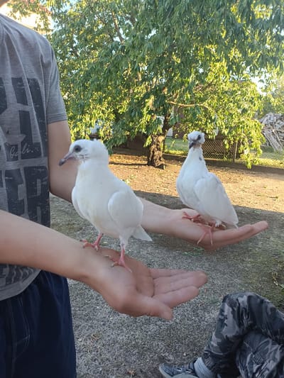 The image depicts a close-up outdoor scene where two white pigeons are being held on outstretched hands. The pigeons are predominantly white, with one in the foreground on the left hand and another on the right hand, slightly further back. Both birds have pink feet and beaks. The pigeon on the right has a distinctive feathered crest on its head and a small dark marking on its neck.
The hands holding the pigeons belong to a person wearing a grey t-shirt with a dark, bold graphic print. The t-shirt has a partially visible text that appears to say "Bali.". The person is also wearing dark blue shorts. In the lower right portion of the image, another person is visible, wearing camouflage pants and grey socks with black sneakers.
The setting appears to be a yard or garden, with a gravelly ground and patches of grass. In the background, there are trees with green foliage, suggesting it is daytime, likely late afternoon due to the warm, golden light casting shadows. The trees are dense, and beyond them, a fence and some stacked materials, possibly wood, are visible. The overall atmosphere seems relaxed and peaceful, with the focus on the interaction between the people and the pigeons. The location context provided is Ciechanowiec, Poland.