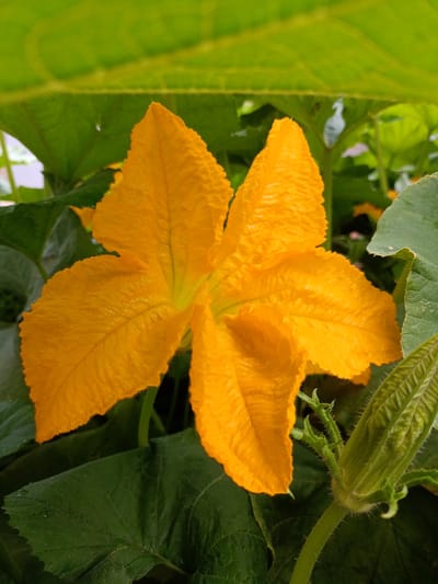 A close-up, eye-level shot captures a vibrant orange pumpkin flower with five distinct, ruffled petals. The flower is partially shaded by large, dark green leaves, one of which is prominent in the foreground. To the right of the flower, a green, unopened pumpkin bud is visible, covered in fine, fuzzy hairs. The background consists of more green foliage and hints of soft, diffused light. This image was taken in Kyzyl Suu, Kyrgyzstan, outdoors.