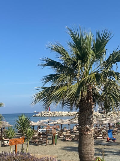 The image depicts a sunny beach scene, likely in Zygi, Cyprus, as indicated by the Greek signage. A mature palm tree dominates the left side of the frame, contrasting against a clear blue sky. The scene extends to a beach area populated with lounge chairs and straw umbrellas. Further back, a rocky breakwater is visible along the coastline, with the sea stretching toward the horizon. A sign with Greek text stands on the beach.