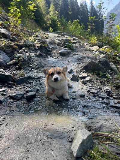 A Pembroke Welsh Corgi, predominantly light brown and white with pointed ears and a black nose, lies resting in a shallow stream of water on a rocky, unpaved mountain path. A red collar with a white tag is visible on the dog's neck. The path is composed of various sizes of dark, wet rocks and muddy sections, with water flowing downhill towards the foreground. Lush green vegetation, including small plants and taller trees (likely conifers and deciduous), flanks both sides of the path, ascending into a heavily forested background. The scene is illuminated by natural light, casting dappled shadows. This location is identified as a mountain trail in Reitlehen, Austria.