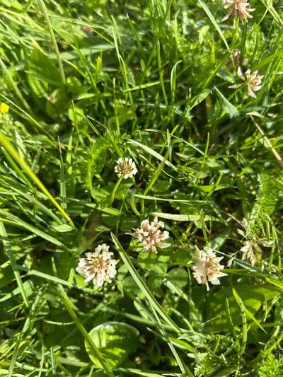 The image is a close-up, overhead shot of a patch of green grass and clover flowers. The scene is outdoors and appears to be a natural setting with no man-made structures or people visible. The lighting suggests it is daytime, with bright sunlight casting shadows. The focus is on the vibrant green of the grass and the delicate, pale pink and white clover blossoms scattered throughout. The details of the clover flowers, with their numerous small petals, are clearly visible. The overall impression is one of a tranquil, natural environment. The location provided, Усмангали, Russia, places this natural scene within a specific geographical context.