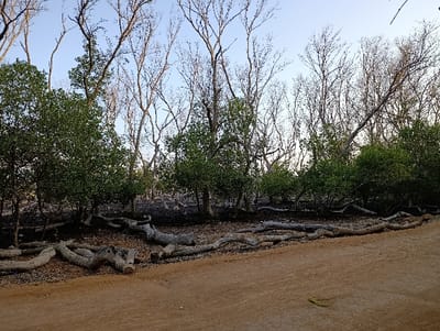 This image captures an outdoor scene in Vanga ward, Kenya, characterized by mixed vegetation and an unpaved path. In the foreground, a wide, light brown dirt or sand path extends horizontally across the frame. Immediately behind the path, the midground features numerous light-colored, gnarled tree trunks and large branches lying horizontally on dark, possibly disturbed or charred ground. Several small, green-leafed trees or bushes with dense foliage are interspersed within this area. The background is dominated by a dense arrangement of trees, many appearing bare, skeletal, and defoliated, with pale, spindly branches extending upwards against a pale blue sky. Some smaller, green-leafed trees are also visible among the bare trees. No individuals or animals are present. The scene depicts a landscape with visible signs of environmental impact, such as fallen timber and varying states of tree health.