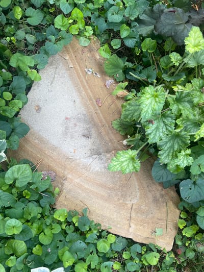 The image shows a close-up, overhead view of a flat, tan-colored stone partially covered by lush green foliage. The stone has distinct horizontal striations of varying shades of tan and light brown, suggesting it is sandstone. The foliage consists of various types of plants with heart-shaped and lobed leaves, some appearing to be ground cover and others taller plants with textured leaves. Some leaves show small holes or imperfections. The scene is illuminated by natural light, casting subtle shadows. The overall impression is of a natural outdoor setting, likely a garden or wooded area, with no people or man-made objects visible, except for the stone itself which appears to be placed or naturally situated within the environment. The location is identified as Starozhivotinnoe, Russia.
