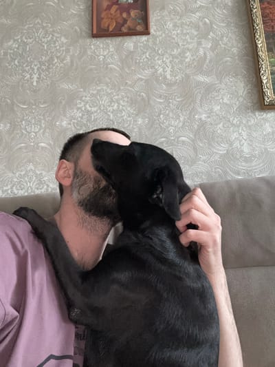 The scene depicts an indoor setting, identified as a domestic space within Reftinsky, Russia. A male individual with a beard and short hair, wearing a light purple short-sleeved shirt, is seated on a light brown fabric sofa. A black dog is positioned with its front paws on the man's left shoulder and its head turned towards the man's face, appearing to lick or nuzzle his cheek/neck area. The man's right arm is partially visible, with his hand gently resting on the dog's back, near its neck. The background consists of a wall covered with light-colored, patterned wallpaper featuring a damask or baroque-style design. Two framed pictures are mounted on the wall; one on the upper left, depicting what appears to be a framed item with a bow and a teddy bear, and another partially visible on the upper right with a gold-colored ornate frame, suggesting a landscape or still life painting.
