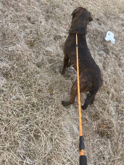 This image depicts an outdoor scene in the city of Kenosha, United States of America, showing a brindle-patterned dog from an elevated, rear-facing perspective, positioned on a patch of dry, light-brown grass flecked with white particles consistent with snow or frost. The dog wears a dark collar from which an orange braided leash extends diagonally towards the bottom of the frame, where a black handle indicates it is held by an unseen individual. The leash appears taut. A crumpled white plastic bag is visible on the ground in the upper-right background. The overall environment suggests a cold weather period due to the dormant vegetation and presence of snow/frost.