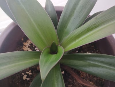 A close-up, overhead shot captures the center of a lush, green plant with long, pointed leaves radiating outwards. The leaves display subtle variations in color, ranging from a deep emerald to a lighter, almost silvery green, with a thin, purplish-pink border along the edges of some. The plant is potted in dark soil, speckled with small, light-colored pebbles. The background is out of focus, showing a blurred hint of a brown pot and a white surface, possibly a windowsill or wall. The lighting suggests an indoor environment, with soft, diffused light illuminating the plant. The image does not contain any information about the city of Zarafshan, Uzbekistan, nor does it depict any people or specific actions.