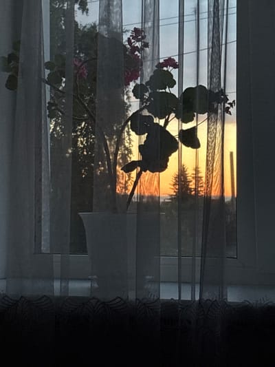 The image depicts a silhouette of a potted plant with dark green leaves and pink flowers against a sunset sky viewed through a window with sheer curtains. The setting appears to be residential, given the presence of a window and indoor plant. The backdrop shows trees and a warm, orange-yellow gradient in the sky, indicative of dusk. The scene is framed by dark curtains on the left and right edges, and a dark, patterned fabric at the bottom of the window. No people are visible in the image. The location is identified as Alexeyevskoye, Russia.