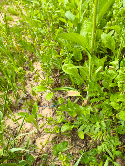 This close-up image captures a natural outdoor scene in Mar'inskoe, Russia, characterized by lush green vegetation and patches of light brown soil or sand. The photograph is taken at ground level, offering a detailed view of the plant life and ground cover.
The central subject is a small damselfly, distinguished by its vibrant blue body with black markings. It is seen resting horizontally on a slender green stem or blade of grass in the lower-middle section of the frame, its wings folded back along its body.
The surrounding environment is abundant with various types of green plants. Tall blades of grass are prominent on the left side of the image, while the right features a mix of broad-leaved plants and more intricately lobed, fern-like foliage. Some plant stems show fine, hairy textures. Interspersed among the dense greenery are areas of exposed, light brown soil or sand, suggesting a natural, possibly uncultivated ground surface.
The lighting indicates daytime conditions, with soft, even illumination across the scene, hinting at either an overcast sky or diffused sunlight without harsh shadows. No human activity is depicted, emphasizing the natural state of the environment. There is no visible text present in the image.
