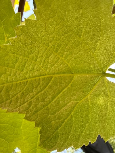 A close-up, backlit image depicts a vibrant, yellowish-green leaf, likely from a vine or similar plant, in the city of Valky, Ukraine. The intricate network of primary, secondary, and tertiary veins is clearly visible across the entire leaf surface due to the sunlight filtering through from behind. A prominent central vein traverses horizontally through the mid-section of the leaf, with multiple lighter-colored secondary veins branching outwards. The leaf's edges exhibit a slightly serrated or undulated texture. In the blurred background, diffuse bright light areas suggest an outdoor, sunlit environment, with hints of other foliage and indistinct dark shapes. No people, specific objects other than the leaf, or active interactions are visible.