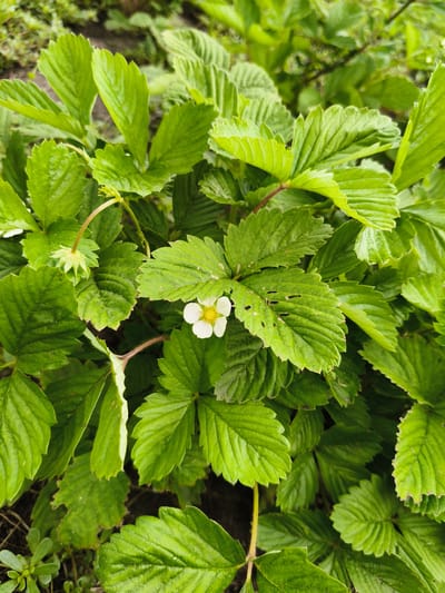 The image shows a close-up view of a strawberry plant in Petrovsk, Russia. The plant has numerous vibrant green leaves, some of which show signs of damage such as small holes and torn edges. A single white strawberry flower with a yellow center is in bloom, surrounded by the foliage. Another undeveloped flower bud is visible to the left of the bloom. The background consists of dark soil and other vegetation, suggesting an outdoor garden setting. The lighting indicates it is daytime.