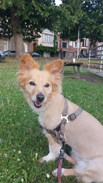 A medium shot captured from a low angle shows a light-colored dog with its mouth slightly open, sitting on a patch of grass dotted with small white flowers. The dog's ears are pointed upwards and outwards, and it is wearing a patterned harness and leash. In the background, a park bench with a white object on it is visible, along with a metal fence. Behind the bench, several buildings with windows and balconies are situated, partially obscured by the dense green foliage of trees. The overall setting suggests an outdoor urban park environment.